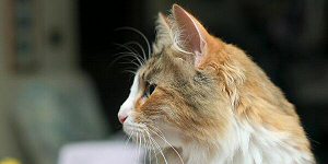 click here to see Aurora's page