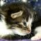 Cinzano - 3 weeks old
