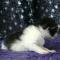 Cherokee - 3 weeks old