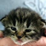 click here to see Cheyenne's page