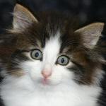 click here to see Cherokee's page