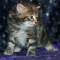Diva - 6 weeks old