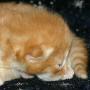 Firefly - 1 week old