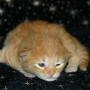 Firefly - 1 week old
