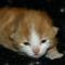 Ellesandra - 1 week old