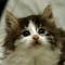 Emmylou - 7 weeks old