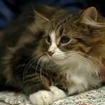 click here to see Cinzano's page - and more photos