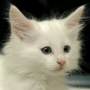 Efthemia ("Effie") - click to see her page