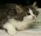 Emmylou - 8 weeks old