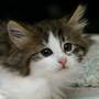 click here to see Emmylou's page