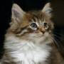 Fredrik - click to see his page