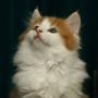 click here to see Illya's page