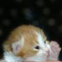 Ferris - click to see his page