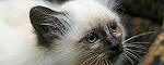 click here to visit Loraine Smith's Birman website, SHENJI