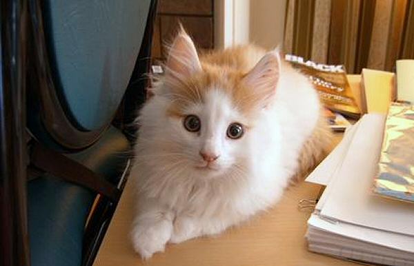 Xcalibur - a photo from his forever home!
