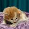 Simba - 1 week old