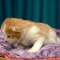 Simba - 1 week old