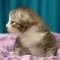 Stephanie - 1 week old