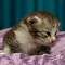 Stephanie - 1 week old