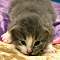 Harr - 1 week old