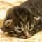 Osira - 2 weeks old