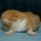 Duke - 11 days old