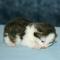 Winston - 11 days old