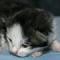 Winston - 11 days old
