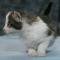 Winston - 3 weeks old