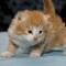 Duke - 3 weeks old