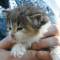 Ysabel - 4 weeks old