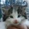 Yvain - 4 weeks old