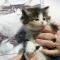Windermere - 6 weeks old