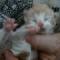 Douglas - 2 days old