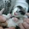 Dawn - 2 days old