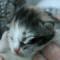 Dawn - 2 days old