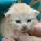 Douglas - 10 days old