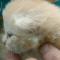 Douglas - 10 days old
