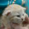 Douglas - 10 days old
