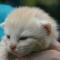Douglas - 10 days old
