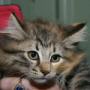 Valentina (available for adoption)