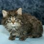 Verity (available for adoption)