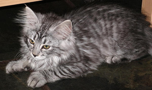 Jaina, now called Freya, in her new home in W.A.