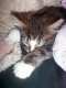 Boots settles in to his forever home...