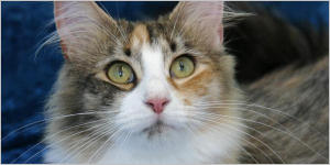 click here to see Aurora's page