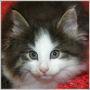 Click to see more pictures of Bjornolf