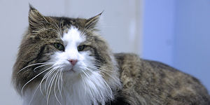 click to see Wolfie's page