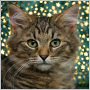 click here to see Sherwood's page