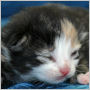 click to see more pictures of Calista