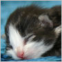 Click to see more pictures of Casey Jones